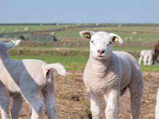 Trip to Texel Island, Netherlands: What to Do, One and Two Day Itinerary