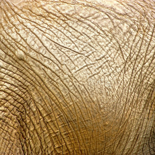 Detritus on Elephant Skin