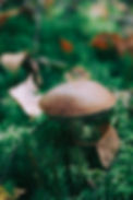 IMG_1012.jpeg