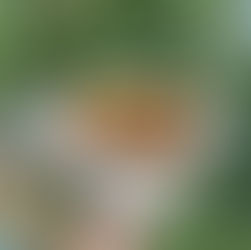 Roast Chicken Sandwich