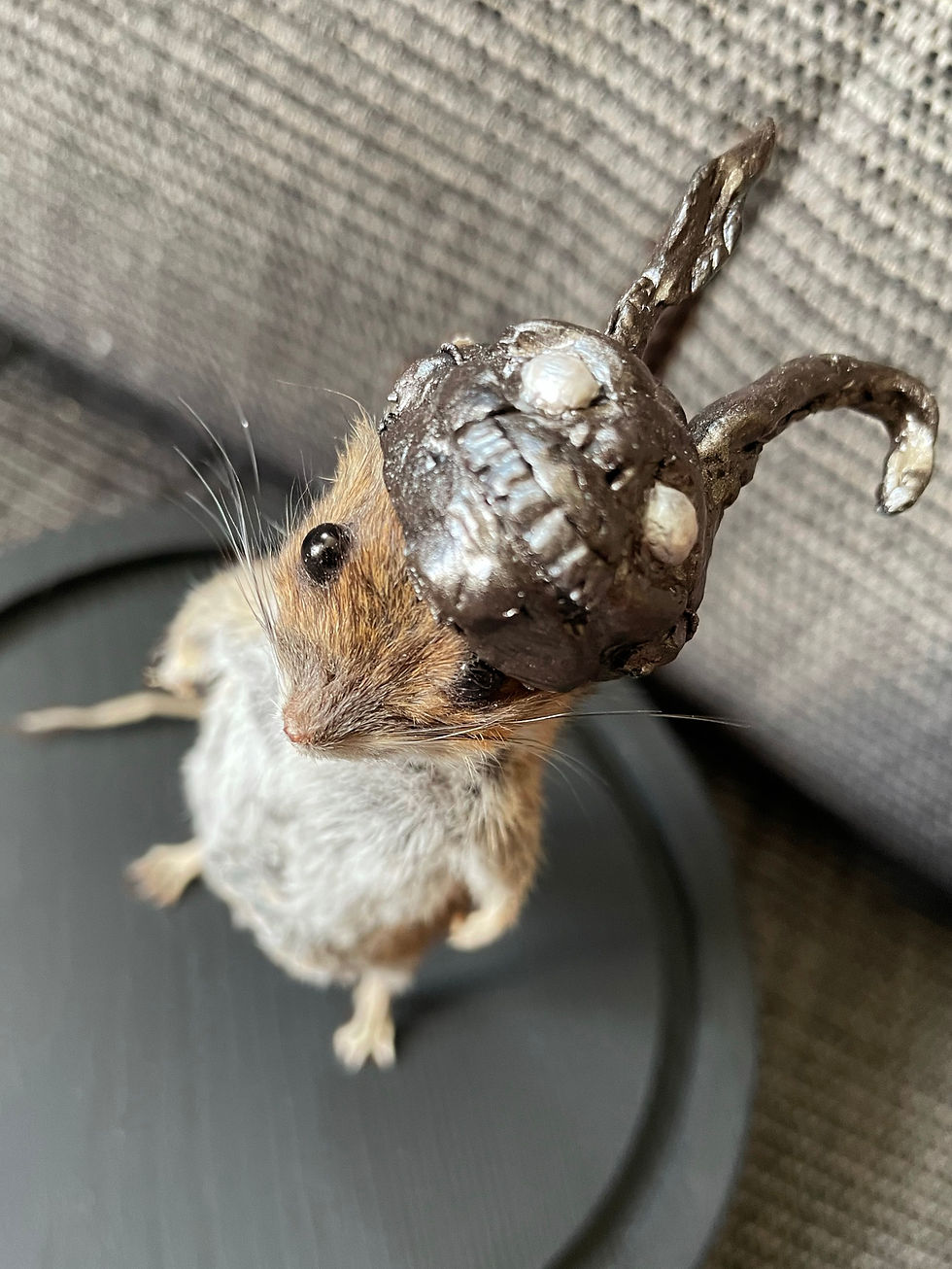 Thumbnail: Frank - Glass Dome Taxidermy Mouse - Donnie Darko