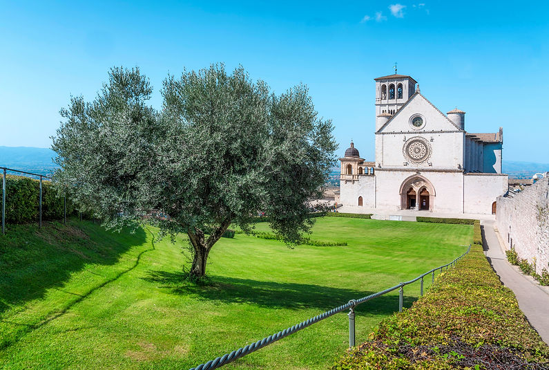 Assisi San Francesco olive tree_edited.j