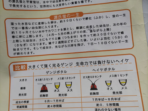 【2023.05.02】ホタルの卵取りの方法を教えていただきました!
