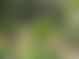 【2025.04.26】春の山野草&ひまわり🌻の種まきに向けて…