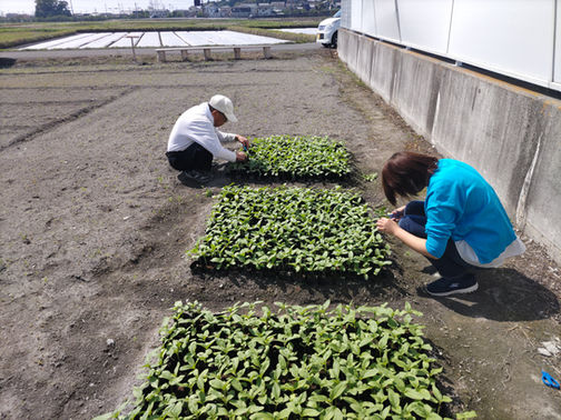 【2025.05.04】急遽ひまわり🌻の植え付け&種まきを明日に…