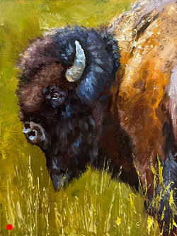 Buffalo (Study)