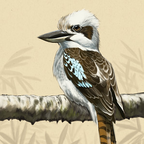 Kookaburra 8x10 Print Brightened.jpg