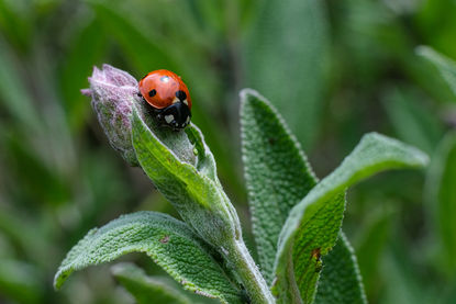 Gernot Kretschmar - Kräutergarten Dalheim.jpg