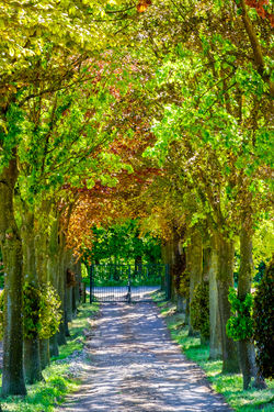 Luuk Houwen - Allee im frühen Frühling Arsbecker Str., Merbeck