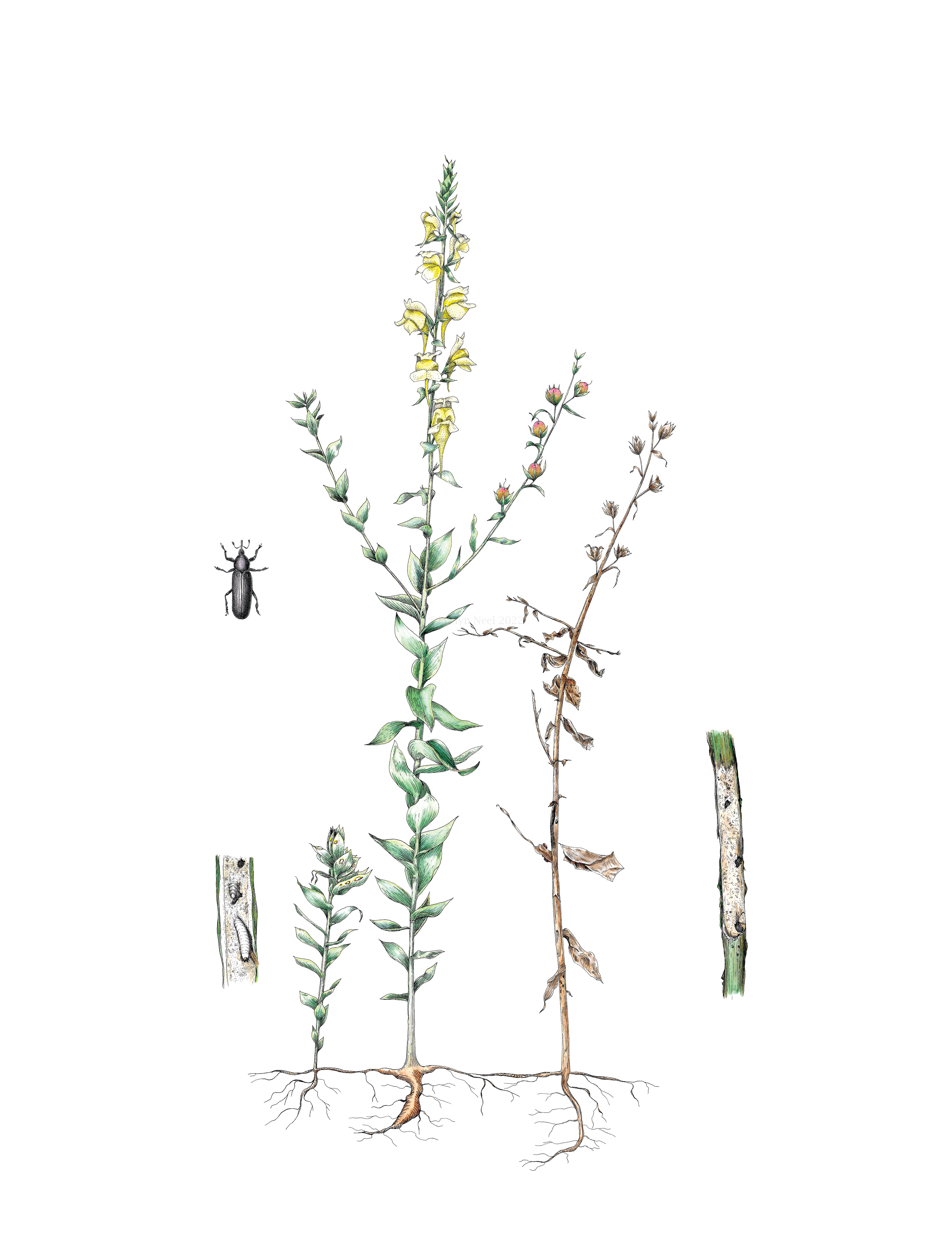 Dalmatian Toadflax Biocontrol Print