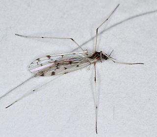 Fig 18. Dicranota adult