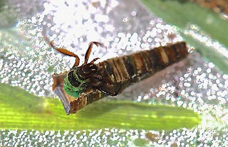 Fig 13. Brachycentrus larva