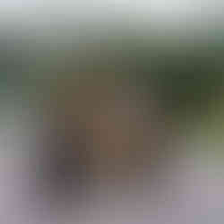 Sajab_Vintage_Porsche_BDS