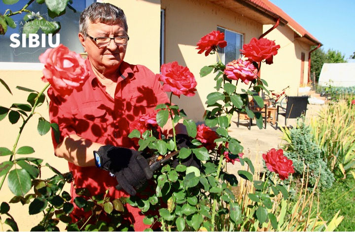 Ingrijirea Trandafirilor De Gradina In Ghiveci Sau Cataratori