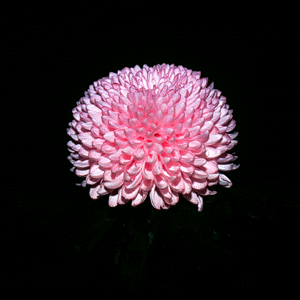 crizanteme-decorativa