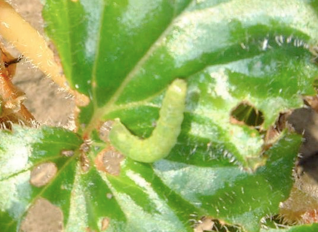 begonia-ingrijire-vierme-verde