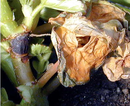 begonia-ingrijire-botrytis
