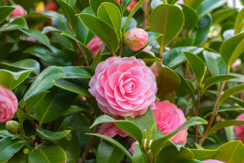 Floare Camelia Ingrijire Intretinere Camellia Japonica Inmultire
