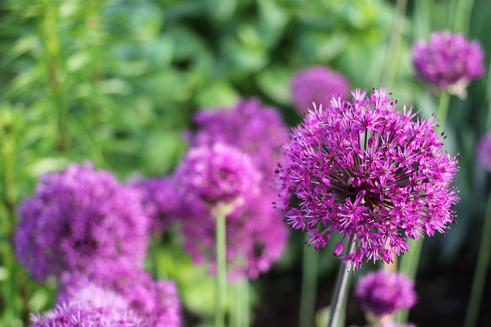 Allium-Ceapa-Decorativa