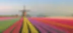Windmill by vibrant tulip fields in Holland; rows of red, yellow, pink, purple flowers; misty sky; peaceful, colorful landscape.