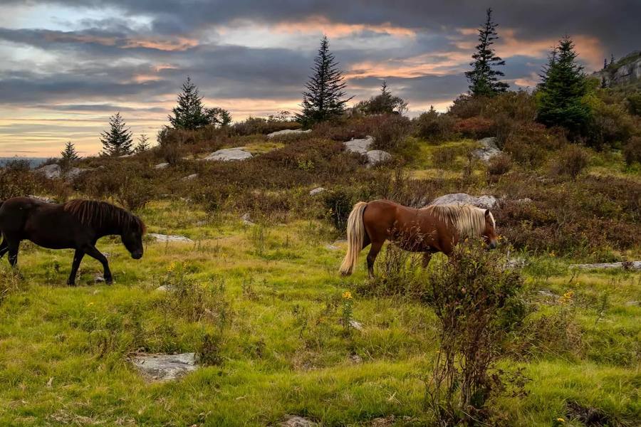 Wild ponies grazing at Grayson Highlands