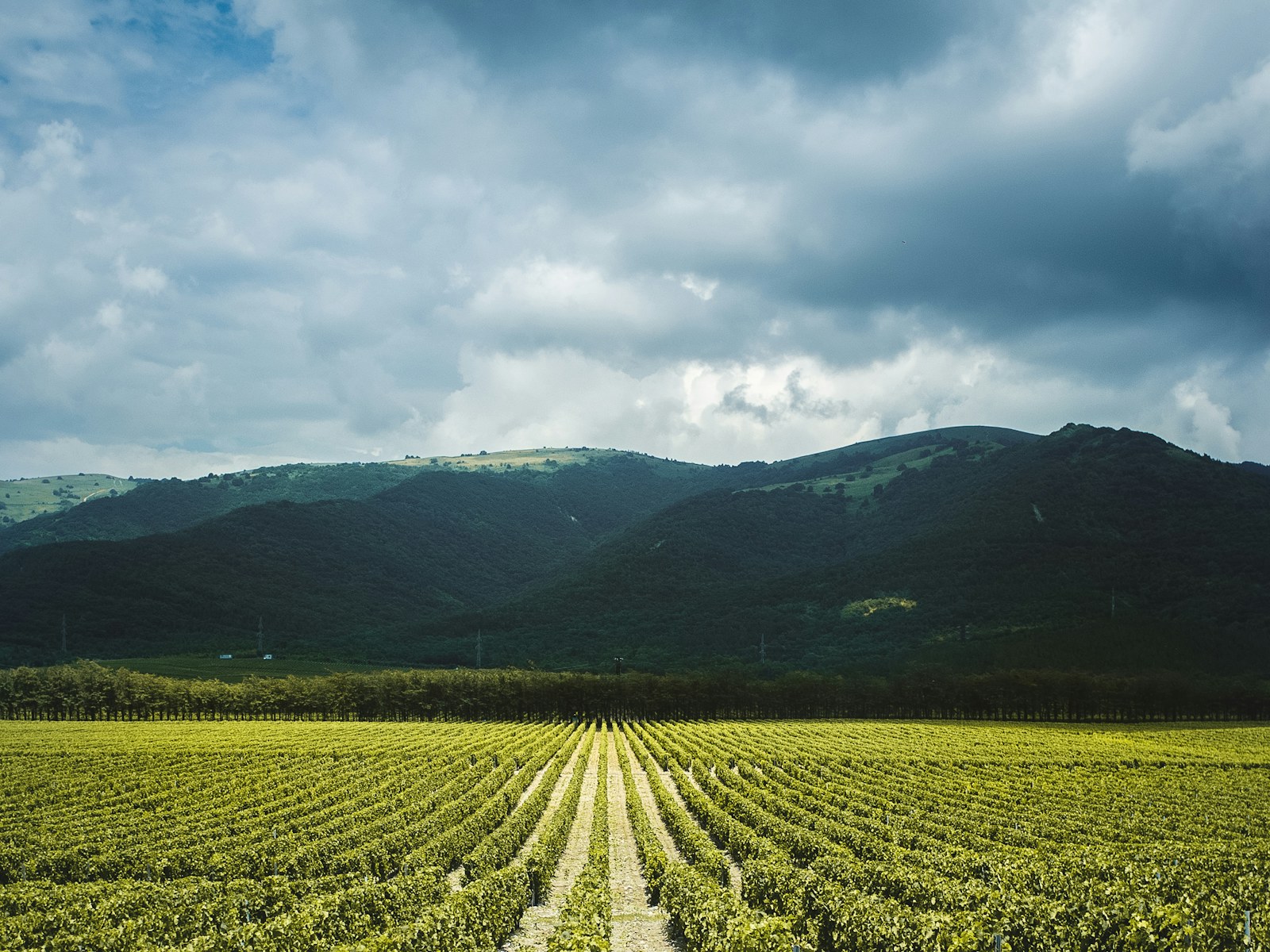 Vineyard rows at Old Barn Winery outside West Jefferson