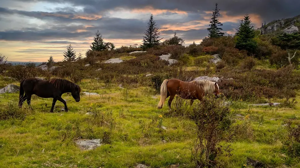 Grayson+Highlands+Ponies.webp