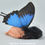 Thumbnail: Blue Swallowtail Fairy