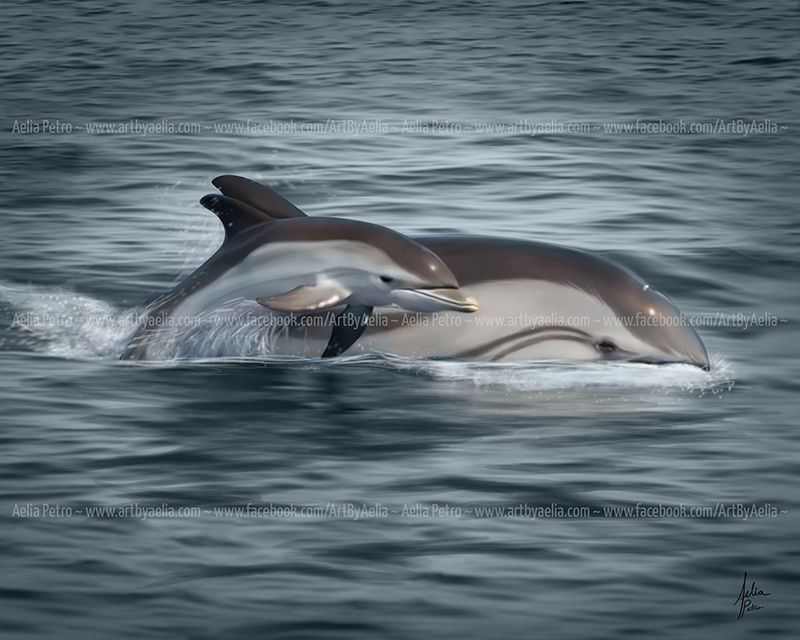 Striped Dolphins - Limited Edition Print