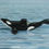 Thumbnail: 3D Orca Sculpture - Tilikum