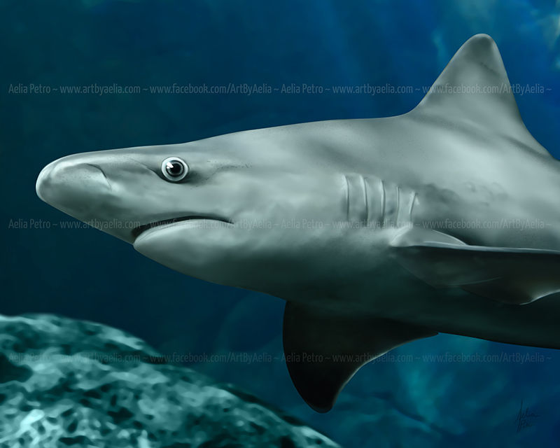 Sandbar Shark - Digital Painting