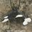 Thumbnail: Painted Resin Tilikum (Tilly) Orca Necklace