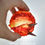 Thumbnail: Radiant Dragon with Dragon Nest - Fiery Dragon - IN STOCK