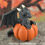 Thumbnail: PRE-ORDER - Black Pumpkin Dragon