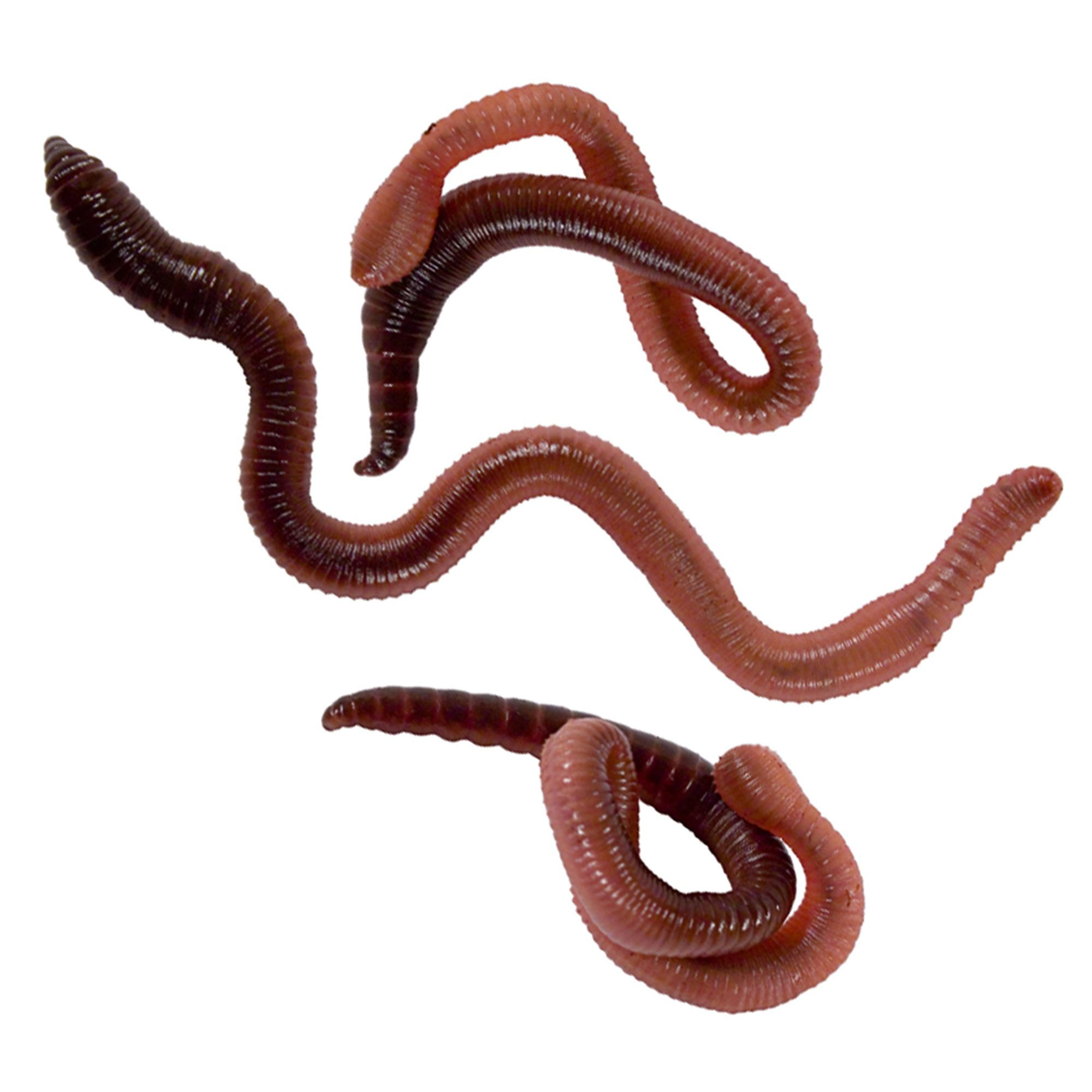 Red Worms