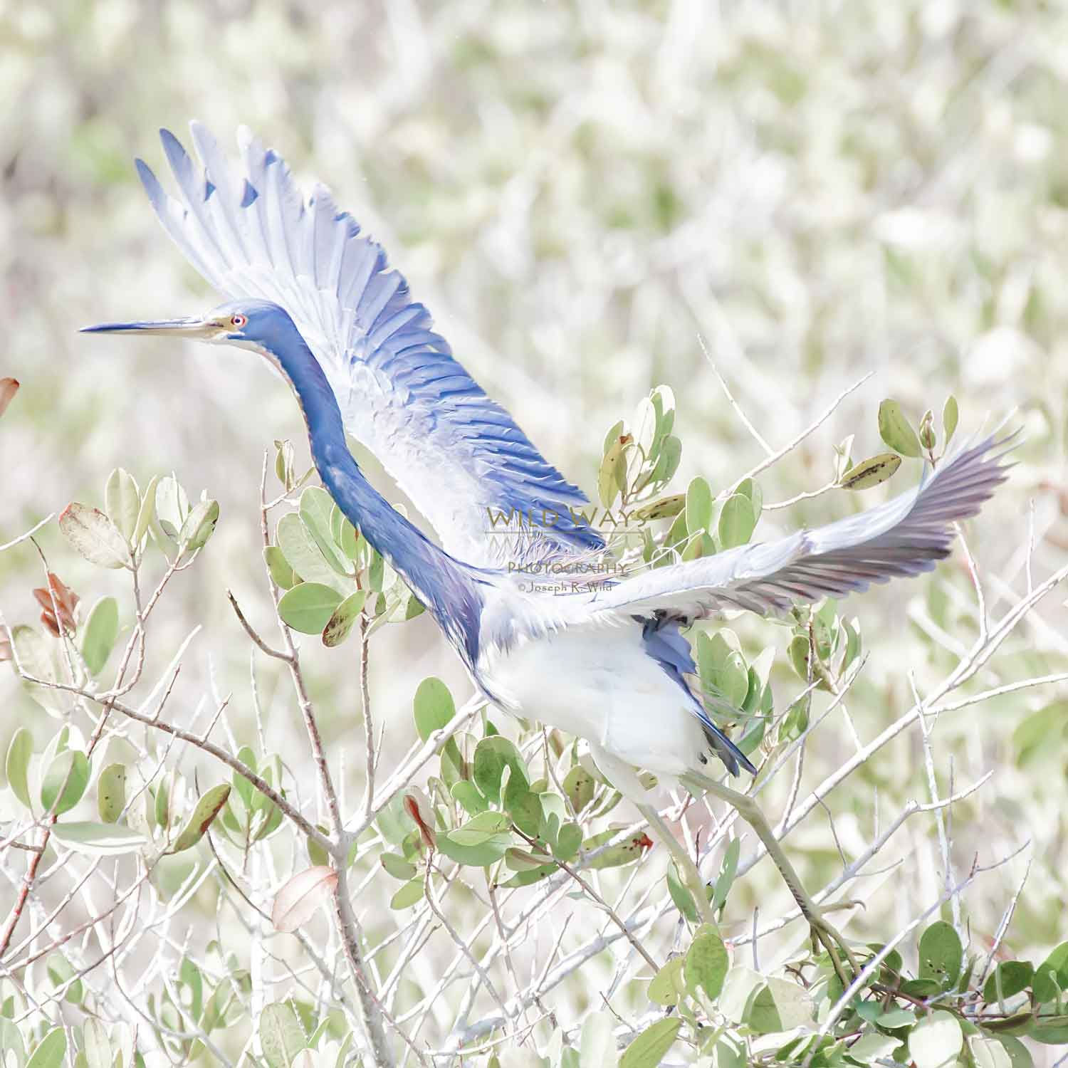 Tricolored Heron IMG 7035