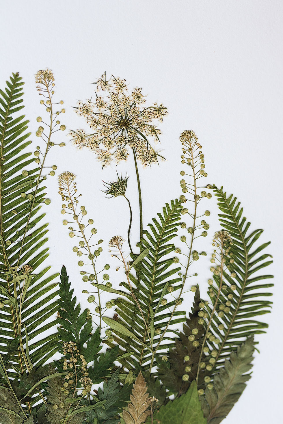 Thumbnail: A4 Print -Pressed Flower Artwork 05