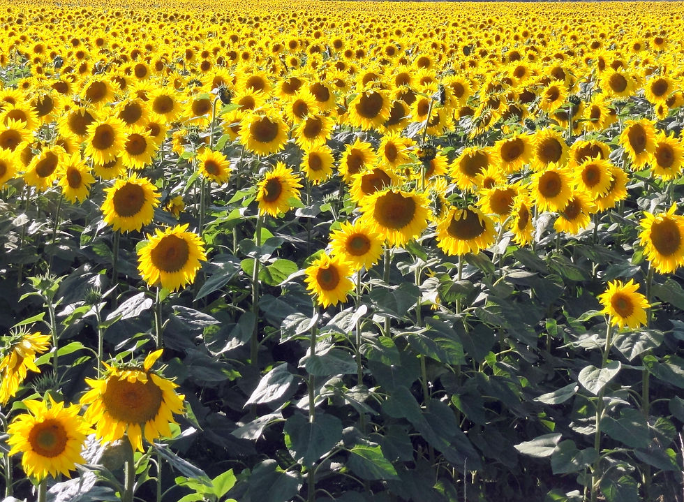 近くの向日葵畑