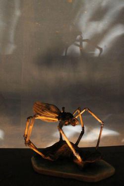 .Araña semilla.