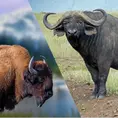 An image of an american bison on the left, and an image of an affrican Buffalo on the right