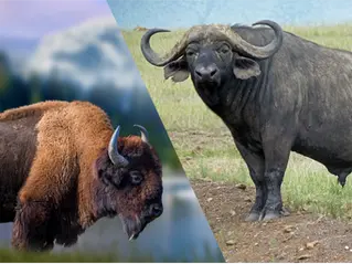 An image of an american bison on the left, and an image of an affrican Buffalo on the right