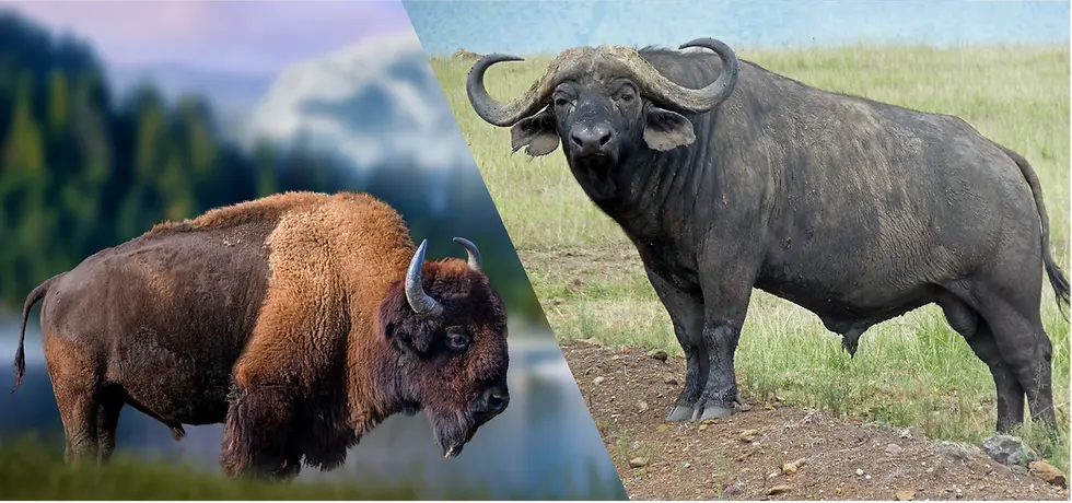 Split image of a shaggy bison and a black buffalo standing in grassy fields, both facing the viewer.