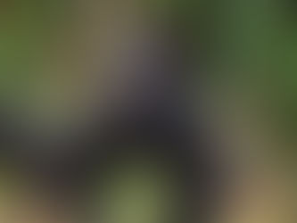 Cosa Vedere a Kinshasa, Congo