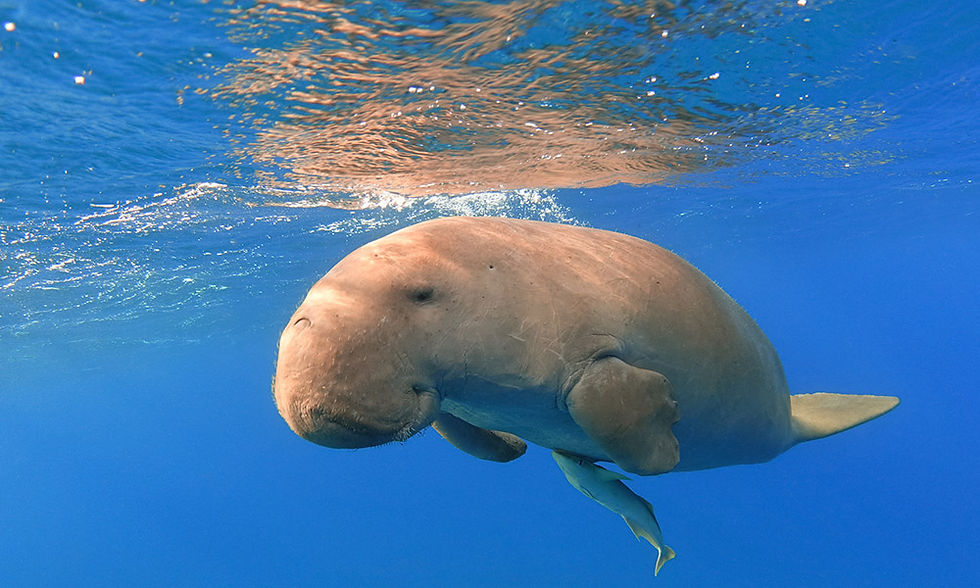 Immersione con i dugonghi - Immersioni in Africa