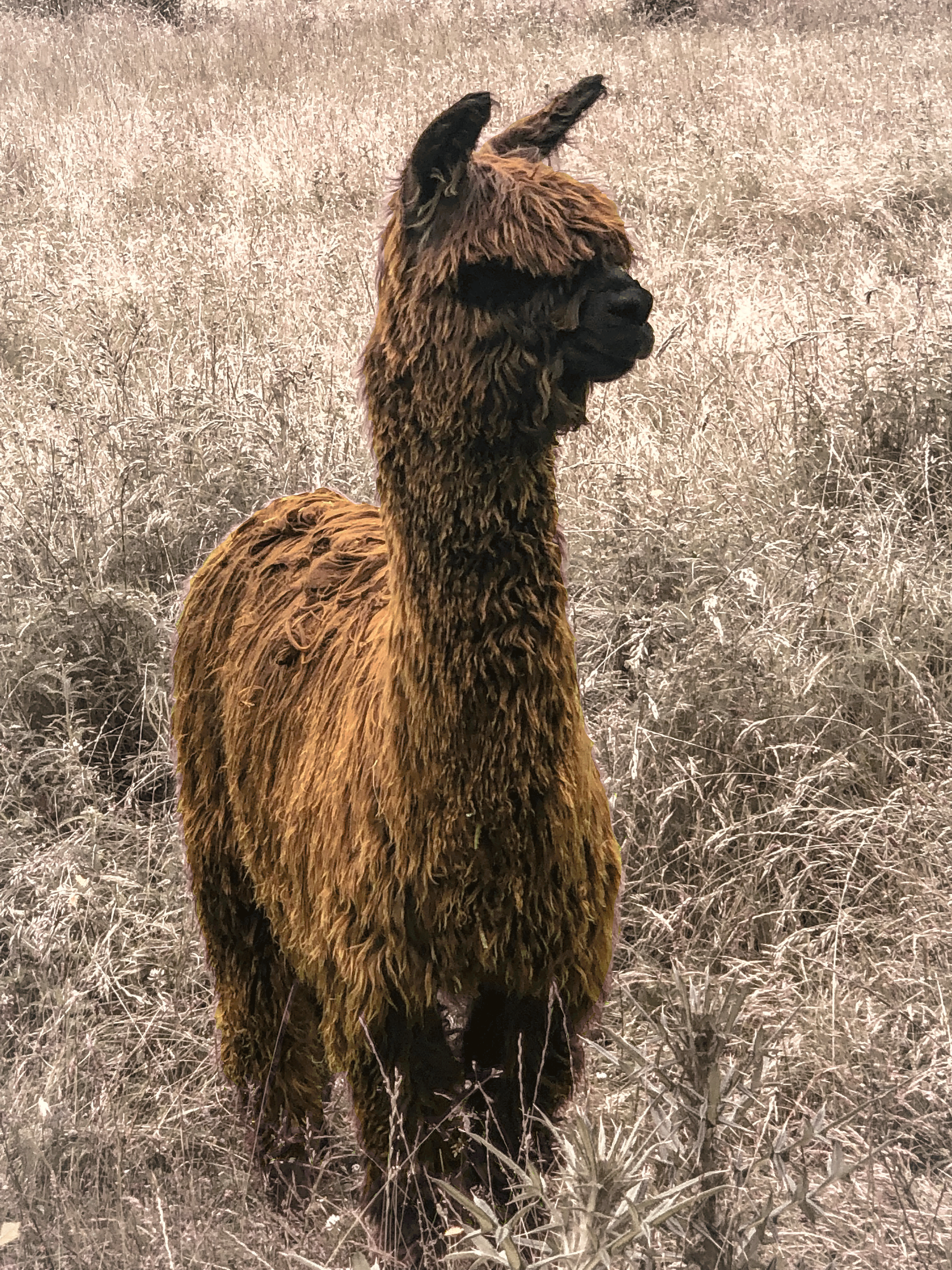 Alpacaedit.gif
