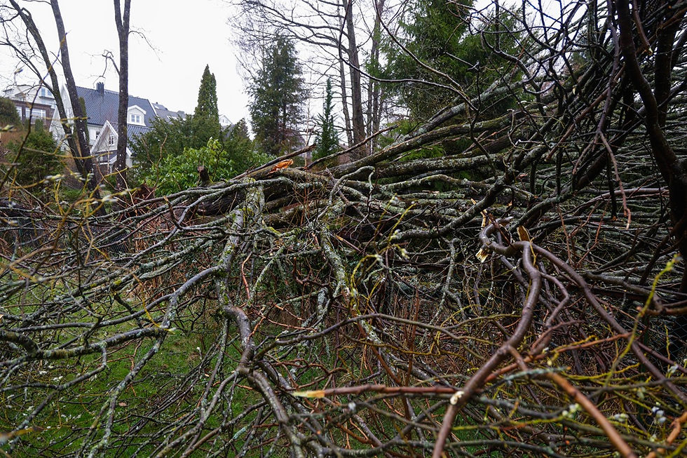 Flere trær veltet som følge av stormen Dave og førte til strømbrudd for tusenvis av husstander på Sørlandet. Foto: Tor Erik Schrøder / NTB