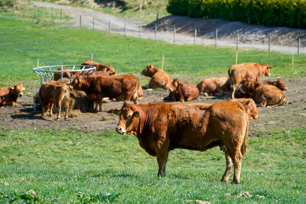 Årets jordbruksforhandlinger fortetter mandag når staten presenterer sitt tilbud til jordbruket.