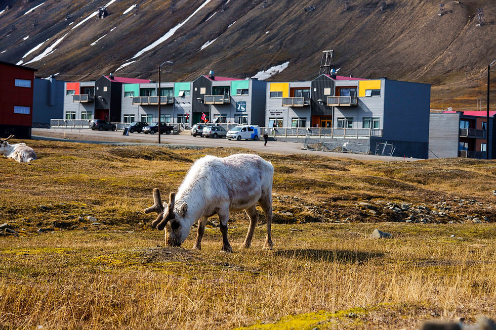 Det er blitt funnet flere nylig døde reinsdyr på Svalbard i sommer. Arkivfoto: Cornelius Poppe / NTB