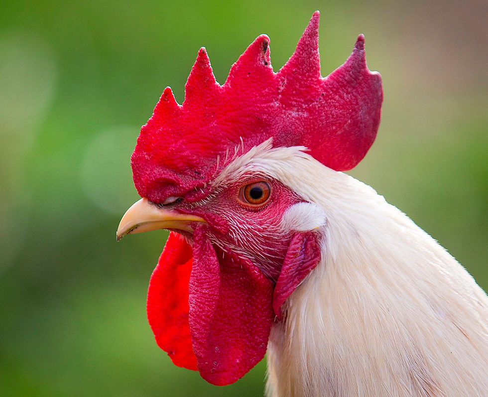En hane som forstyrret naboens nattesøvn, må enten fjernes eller holdes lydisolert store deler av døgnet, ifølge et vedtak fra Narvik kommune. Avbildet er en tysk hane som ikke har noe med saken å gjøre. Foto: Michael Probst / AP / NTB 