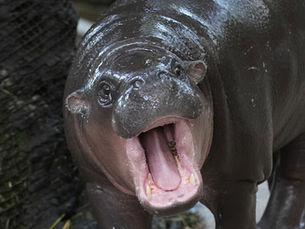 Mann pågrepet etter å ha klatret inn til viral dvergflodhest i thailandsk dyrehage